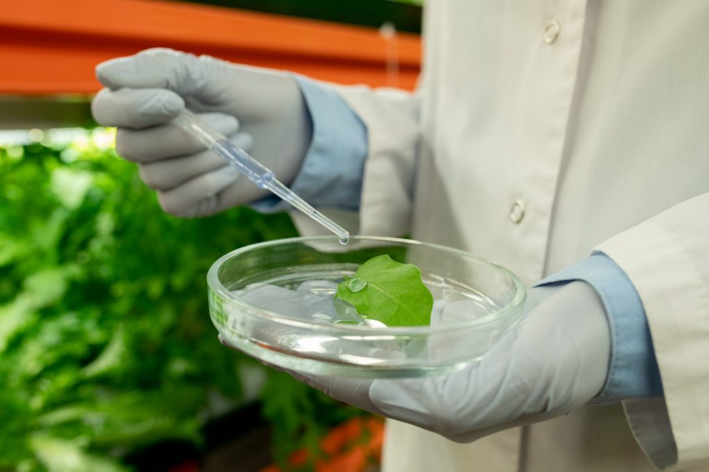 Agricultural biologist holding research in greenhouse